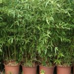 Assam Green Bamboo