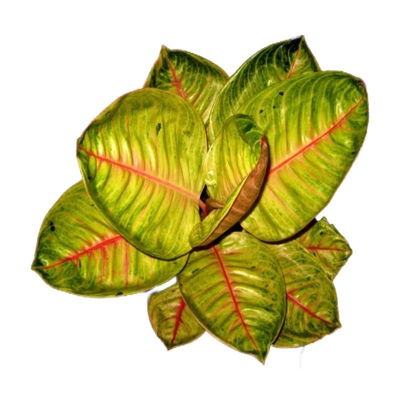 Aglaonema Moon Light