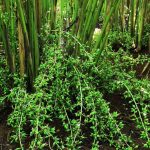 Cardamom
