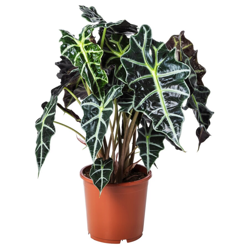 Cadadium Amazonica