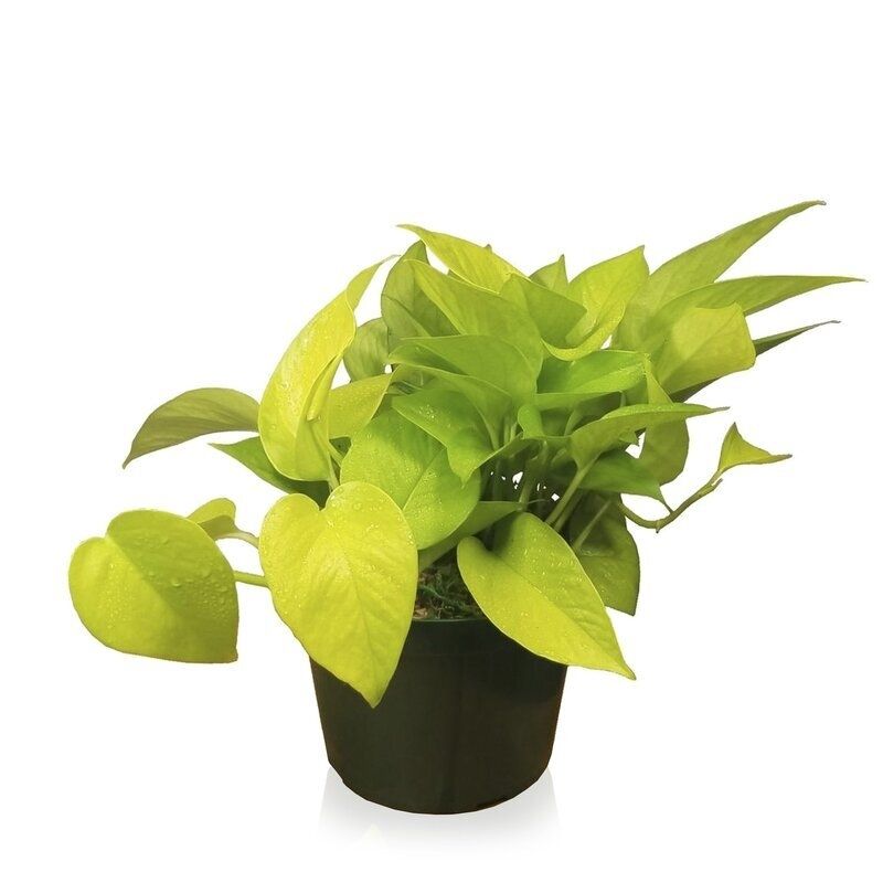 Money Plant Neon Pothos