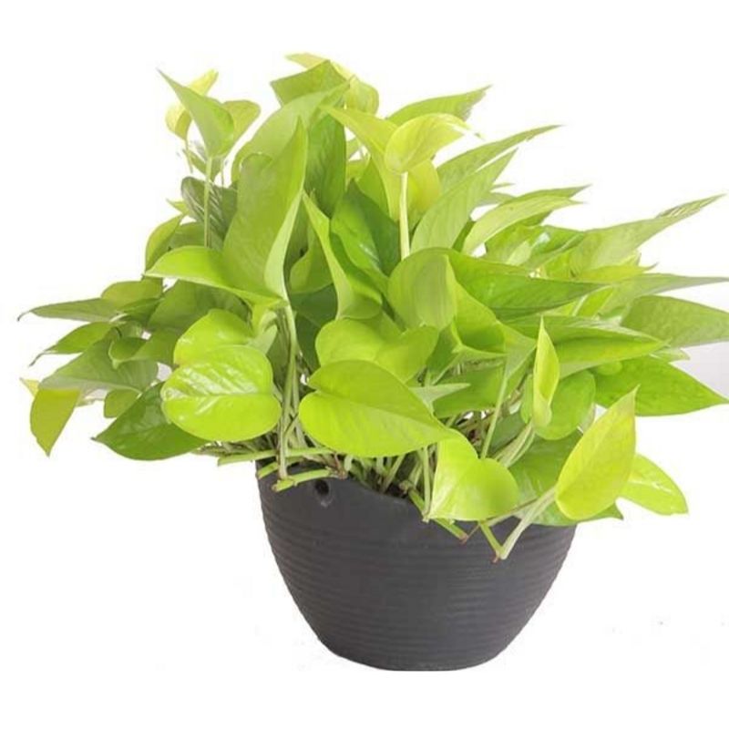 Money Plant Neon Pothos