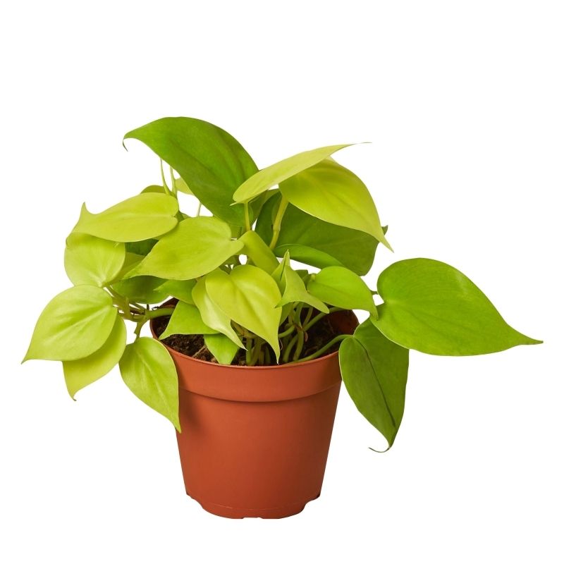 Money Plant Neon Pothos
