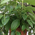 Pepper Bush