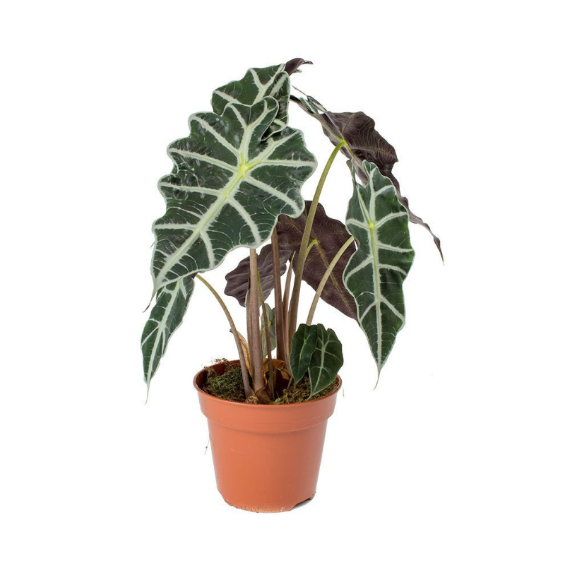 Cadadium Amazonica - Image 2