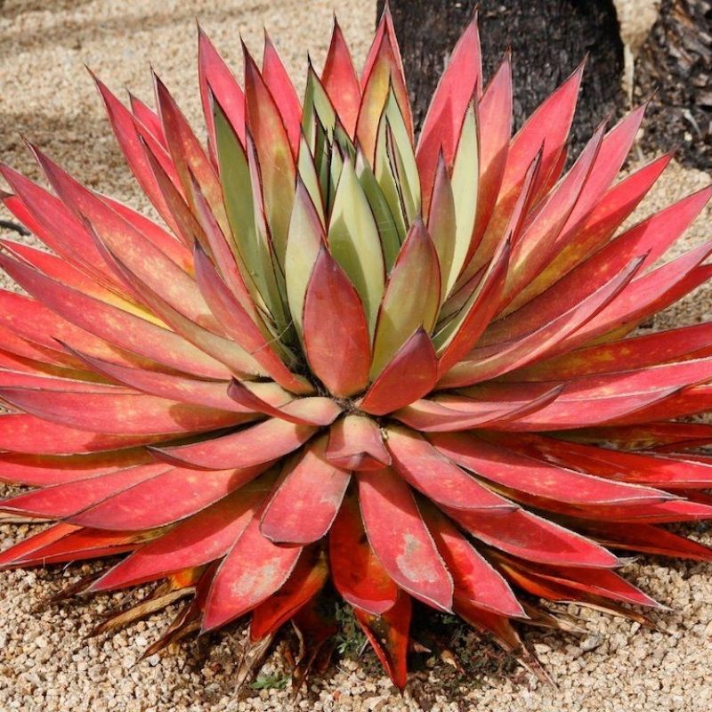 AGAVE PINK