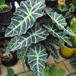 Alocasia amazonica