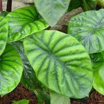 Alocasia green
