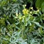 Arutha ruta graveoleolens