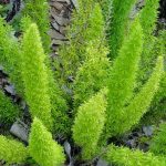 Asparagus mayoori