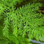 Asparagus shataveri