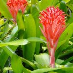 Bilbergia
