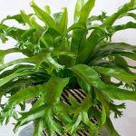 Birds nest fern