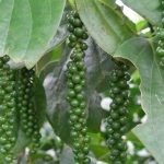 Black pepper