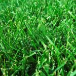 Buffalo grass