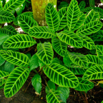 Calathe zebrena