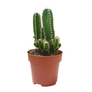 Cactus Cerus Peruvians 2