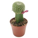 Cactus Grafted Ball