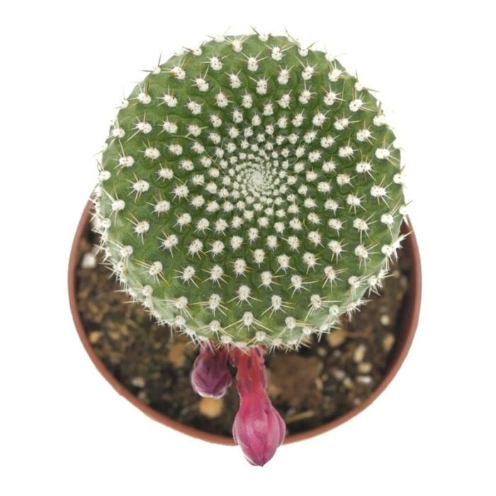 Cactus Grafted Ball
