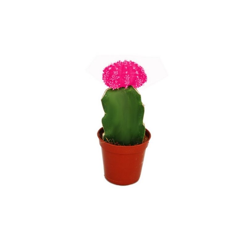 Cactus Gymnocalcium pink 1