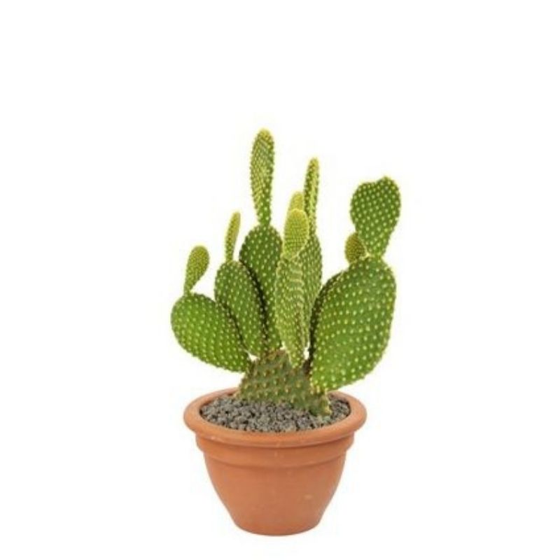 Cactus Opuntia Microdasys 1
