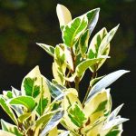Ficus starlight