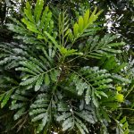 Filicium decipiens