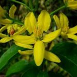 Galphimia creeper