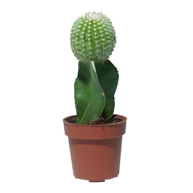 Grafted Green Cactus 1