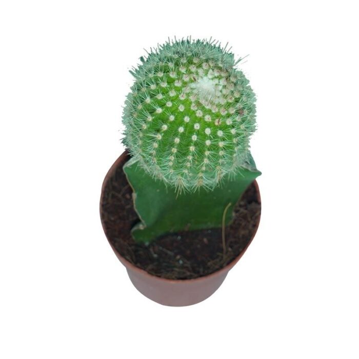 Grafted Green Cactus