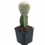 Grafted White Cactus