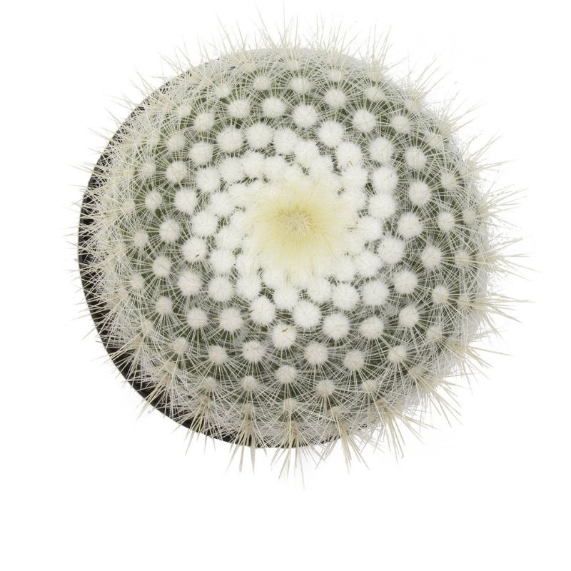 Grafted White Cactus 2