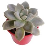 Graptopetalum Succulent