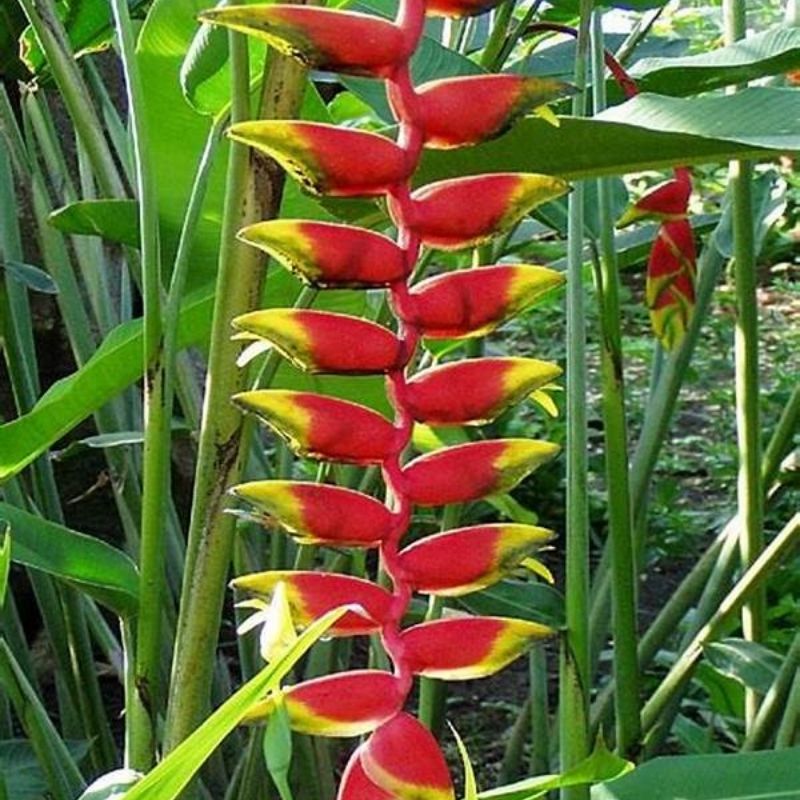 HELICONIA ROSTRATA (HANGING)