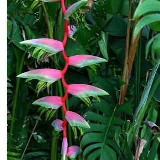 HELICONIA SEXY PINK (HANGING)