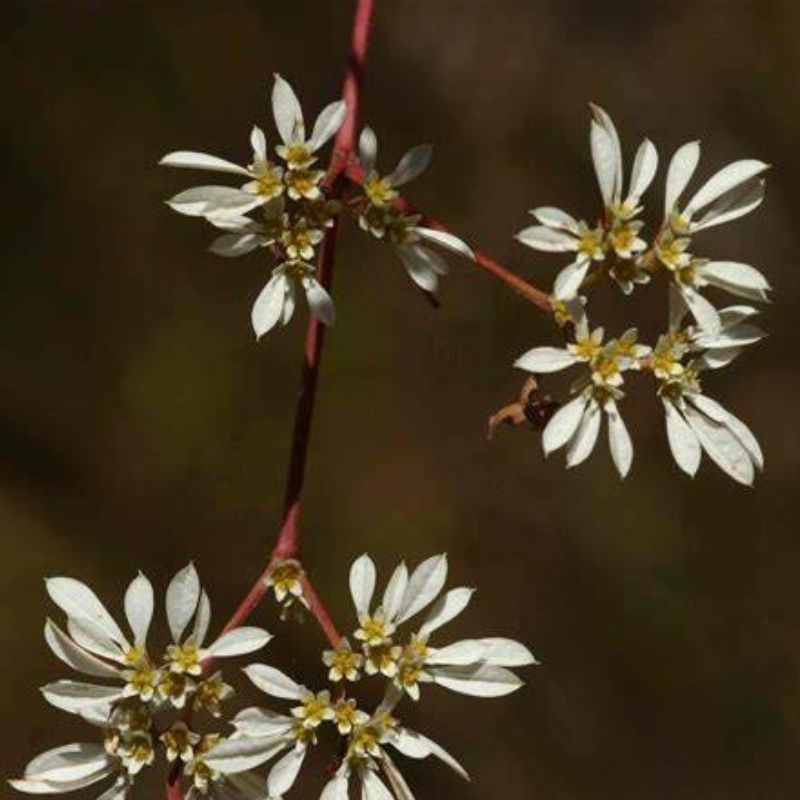 LEUCOCEPHALA