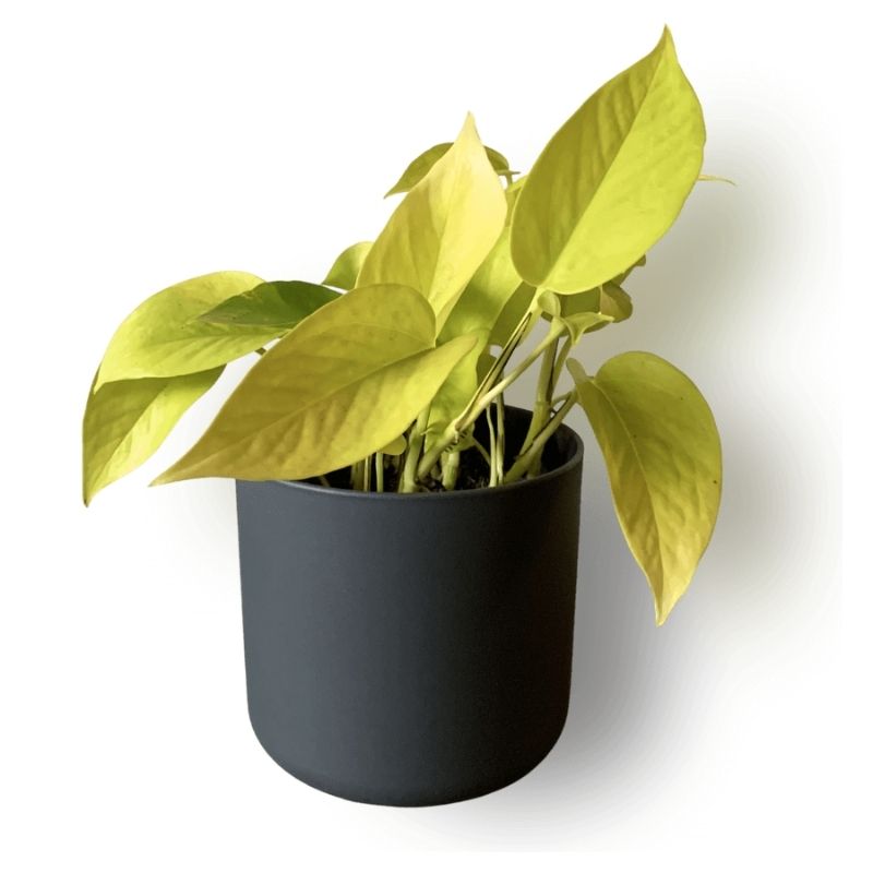 lily flower white 39in Long White Lily Spray, Case of 12