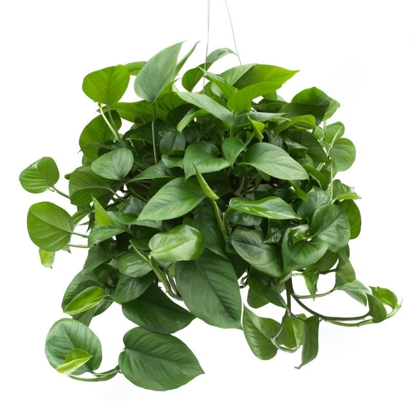 Money Plant Oxicadium Green