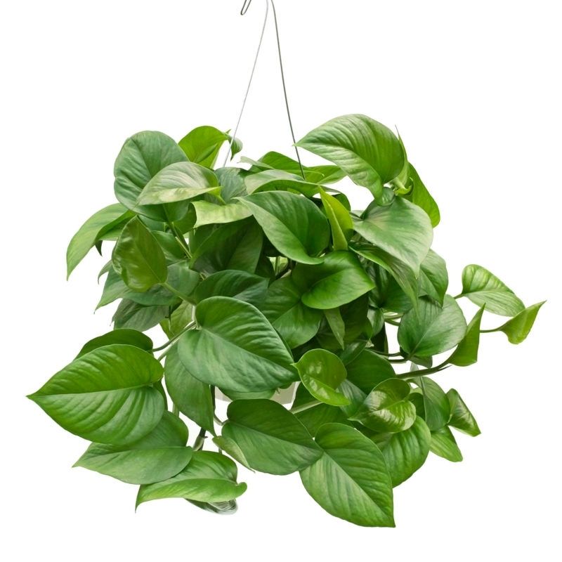 Money Plant Oxicadium Green