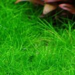 Needle-grass/Mini-grass