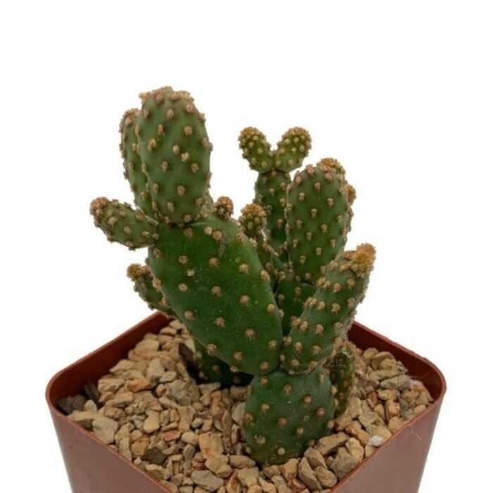 Opuntia Montrose Cactus