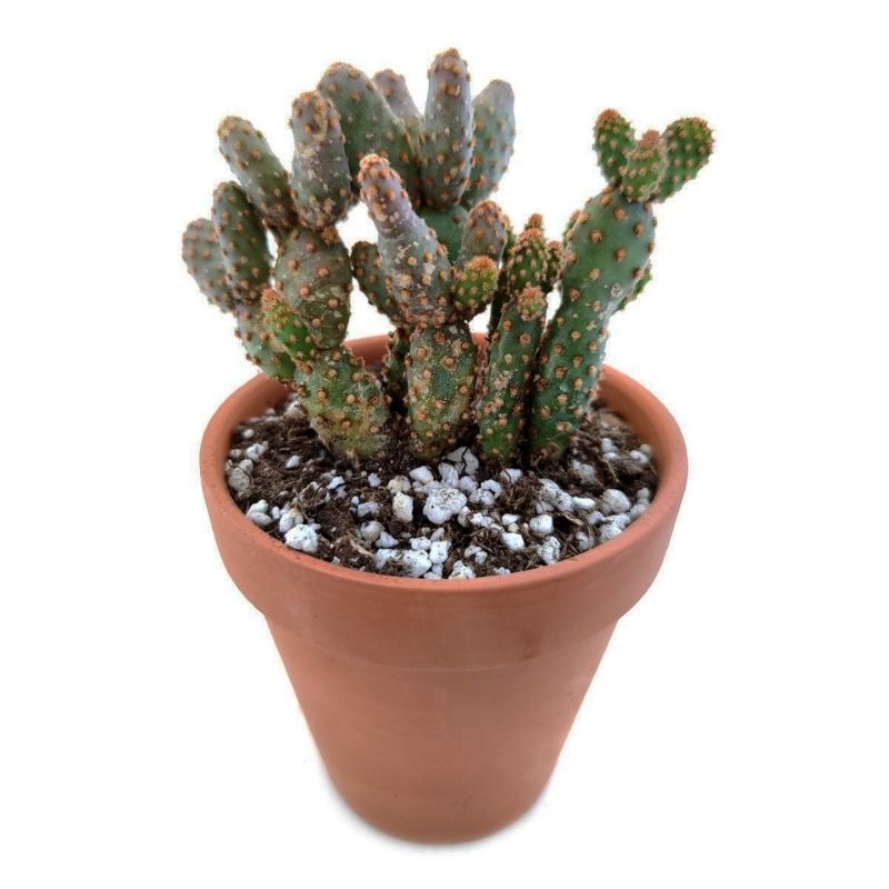 Opuntia Montrose Cactus 3