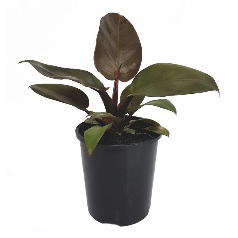 Philodendron Black Cardinal