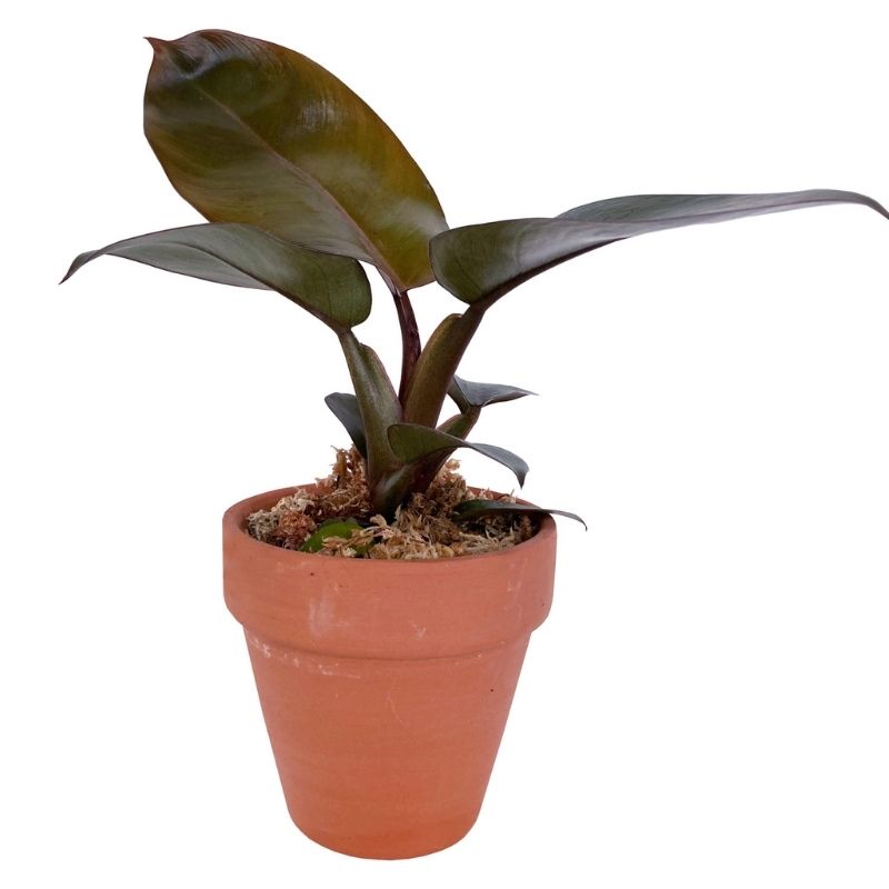 Philodendron Black Cardinal
