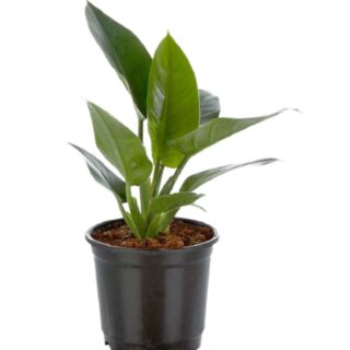 Philodendron Ceylon Green 1