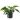 Philodendron Congo Green 2