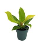 Philodendron Moonshine
