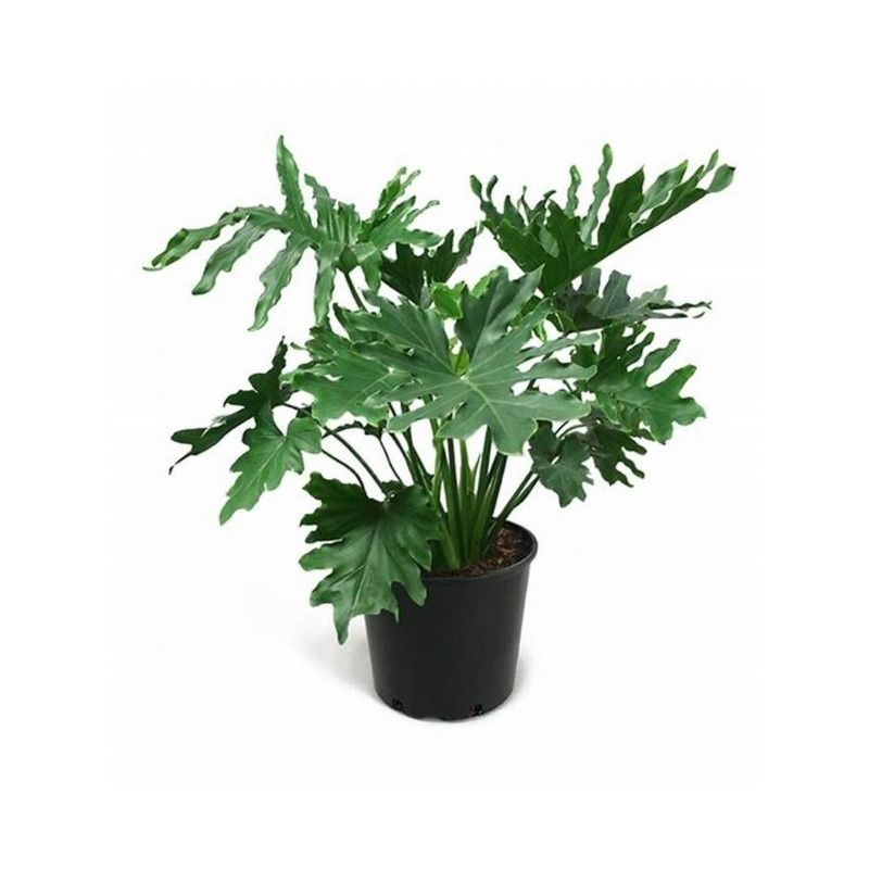 Philodendron Selloum 1