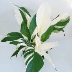Spathiphyllum variegated