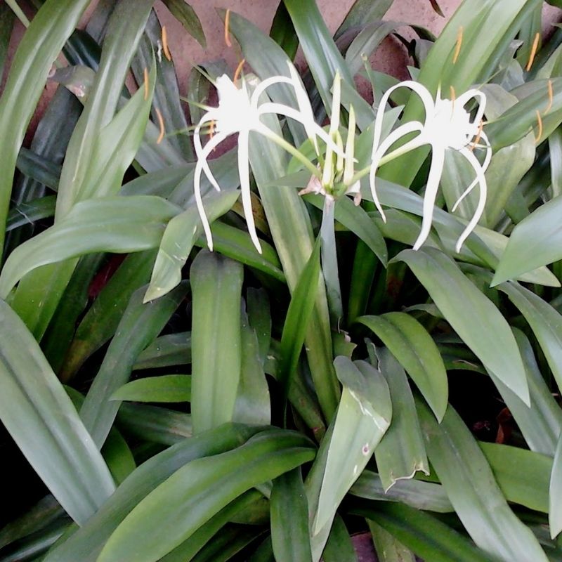 SPIDER LILLY GREEN